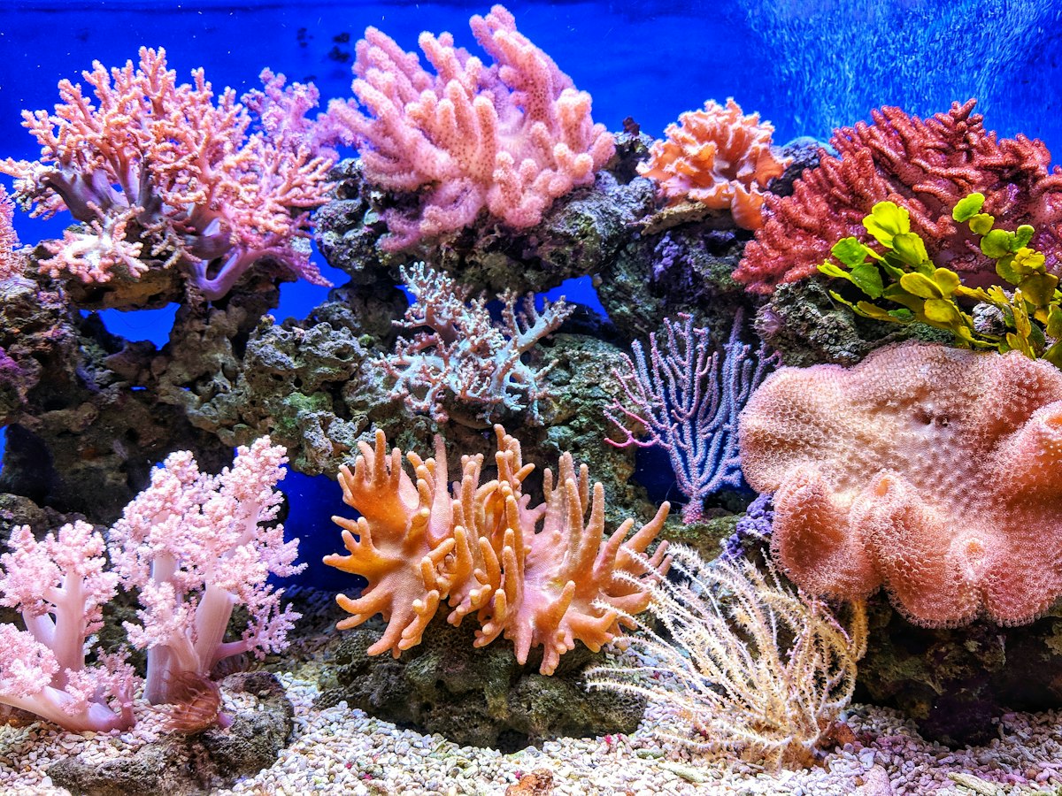 Nano Reef Technical Standards